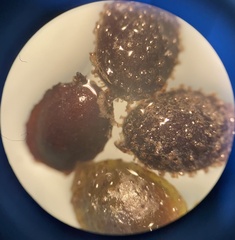 Ceratophyllum submersum