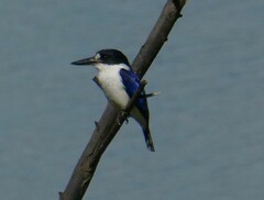 Todiramphus macleayii