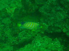 Pygoplites diacanthus