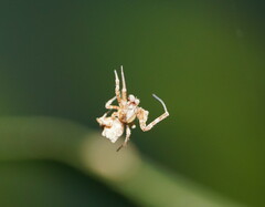 Philoponella congregabilis