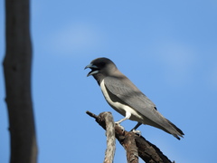 Artamus leucorynchus