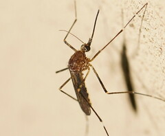 Aedes alboannulatus