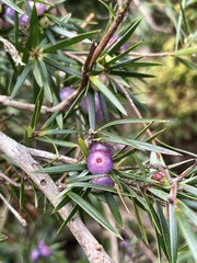 Cyathodes glauca