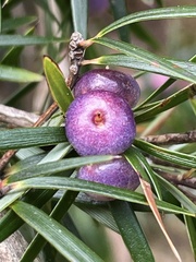 Cyathodes glauca