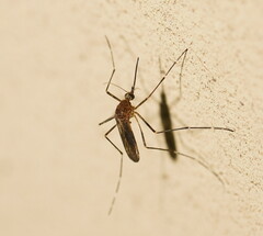 Aedes alboannulatus