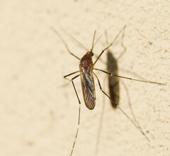 Aedes alboannulatus