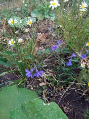Delphinium consolida