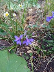Delphinium consolida