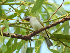 Conopophila rufogularis