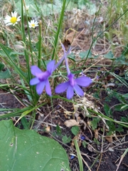 Delphinium consolida