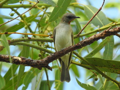 Conopophila rufogularis