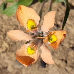 Moraea papilionacea