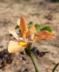 Moraea papilionacea