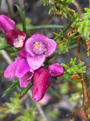 Boronia nematophylla