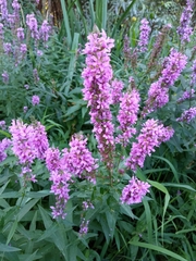 Lythrum salicaria