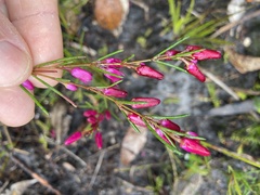 Boronia nematophylla