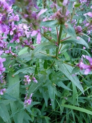 Lythrum salicaria