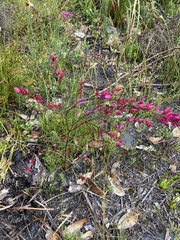 Boronia nematophylla