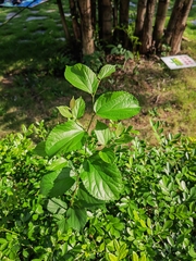 Celtis sinensis