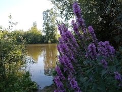 Lythrum salicaria