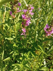 Lythrum salicaria