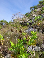 Notobubon galbanum