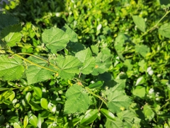 Triumfetta rhomboidea