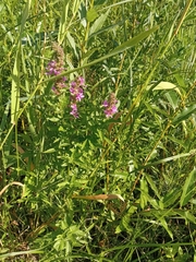 Lythrum salicaria