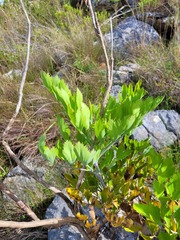 Notobubon galbanum
