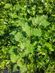 Triumfetta rhomboidea