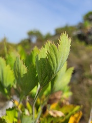 Notobubon galbanum