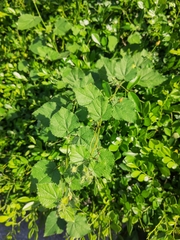 Triumfetta rhomboidea