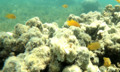 Pomacentrus moluccensis