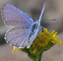 Plebejus fridayi