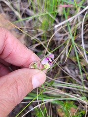Polygala affinis