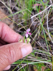 Polygala affinis
