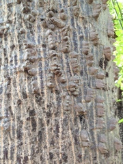 Ceiba aesculifolia