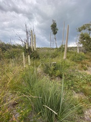 Xanthorrhoea fulva