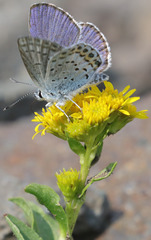 Plebejus fridayi