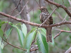 Cacomantis variolosus