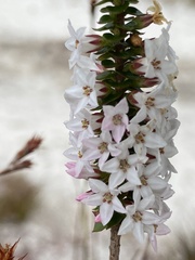 Epacris pulchella
