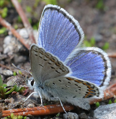 Plebejus fridayi
