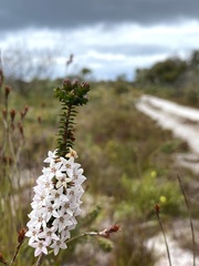 Epacris pulchella