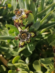 Ferraria