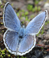 Plebejus fridayi