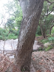 Syzygium floribundum
