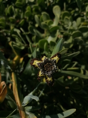 Ferraria
