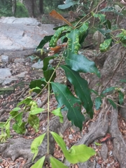 Syzygium floribundum