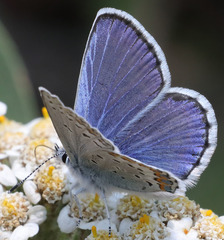 Plebejus fridayi