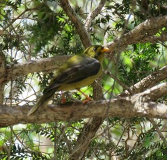 Manorina melanophrys